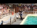 Lustige Seerobbe! Funny grey seal! Allwetterzoo Münster