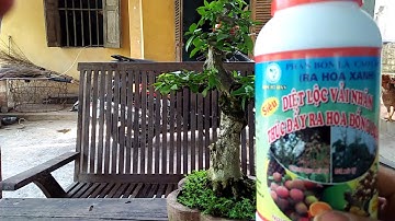 Những lưu ý khi sử dụng HPC diệt lộc, ủ hoa vải (phần 1).