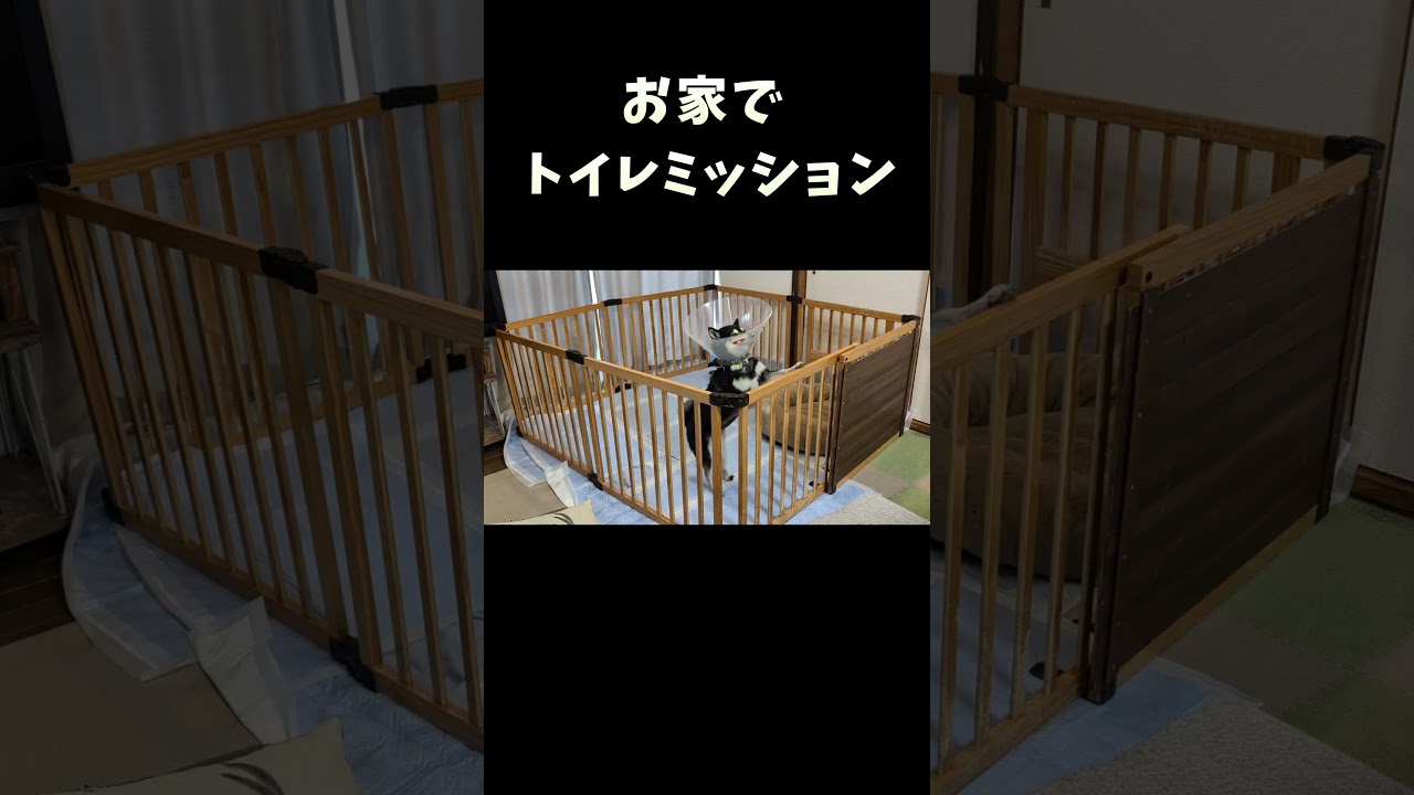 お家でトイレミッション