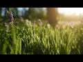 Summer Bloom in Golden Sunset Light | Close-Up Nature Relaxation 🌿🌸🌅