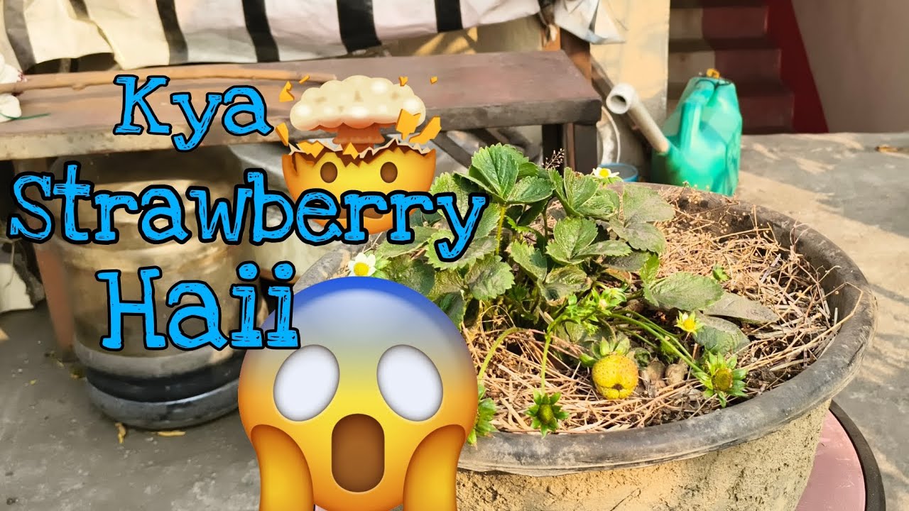 Strawberry plant at home🍓 