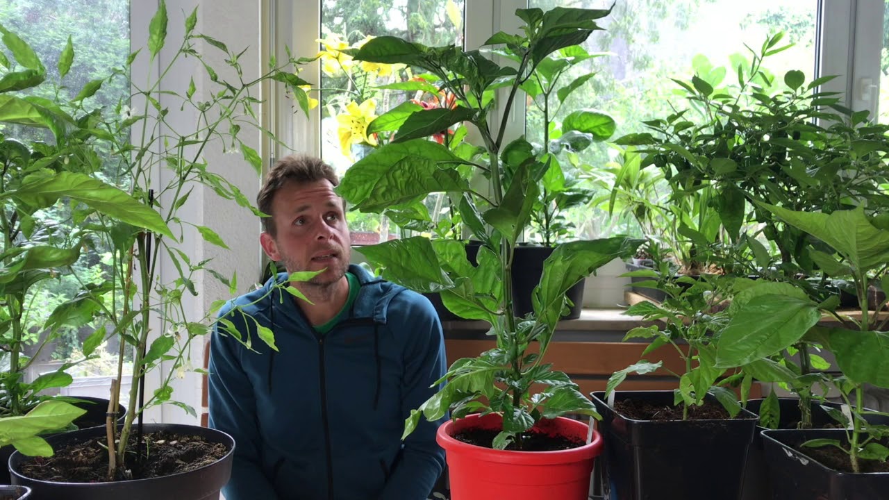 Chili-Pflanzen im Juni: Blüten, Früchte und Pflege im Rundgang