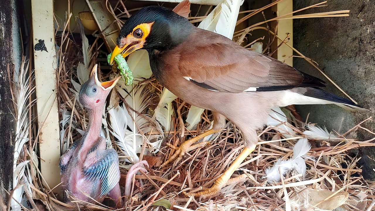 Wild feeding by Myna bird and making different sounds!