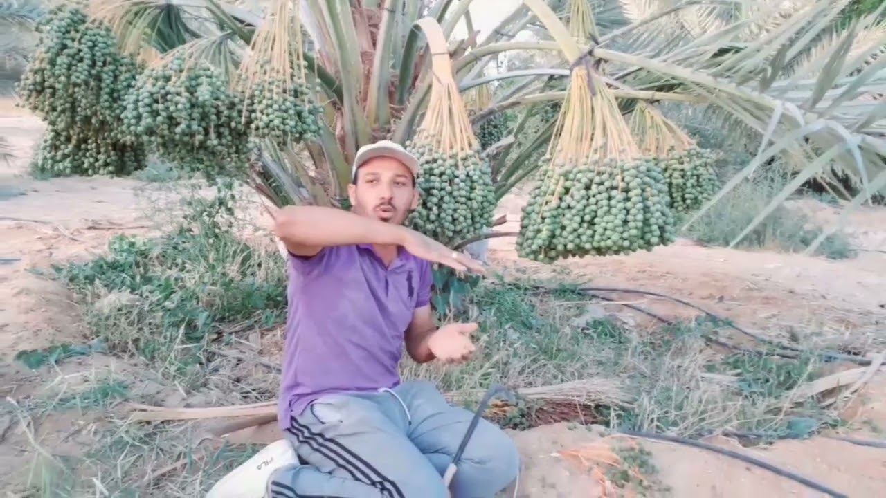 أسباب ذبول ثمار النخيل