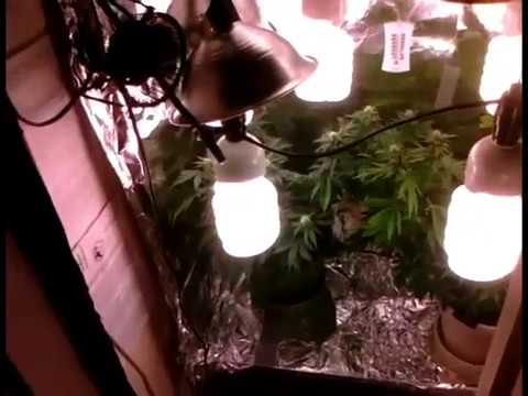 cfl closet grow medical