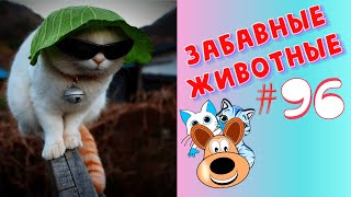 Приколы с Животными #96 / Смешные Животные 2020 / Приколы / Приколы про Животных / Лучшие Приколы