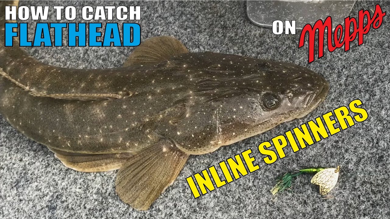 Saltwater Inline Spinning – Tackle Tactics