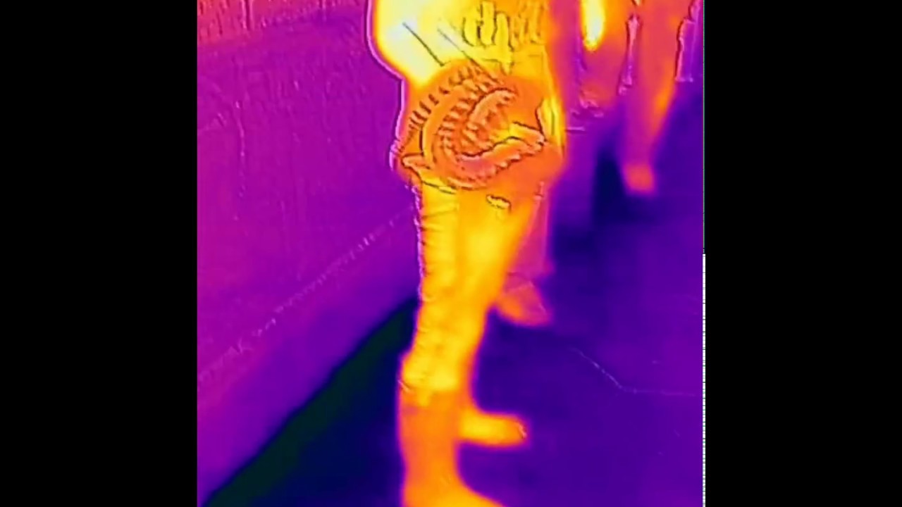 Flir One Thermal Camera Louisville Zoo Tiger, Meerkats, Aligator, and