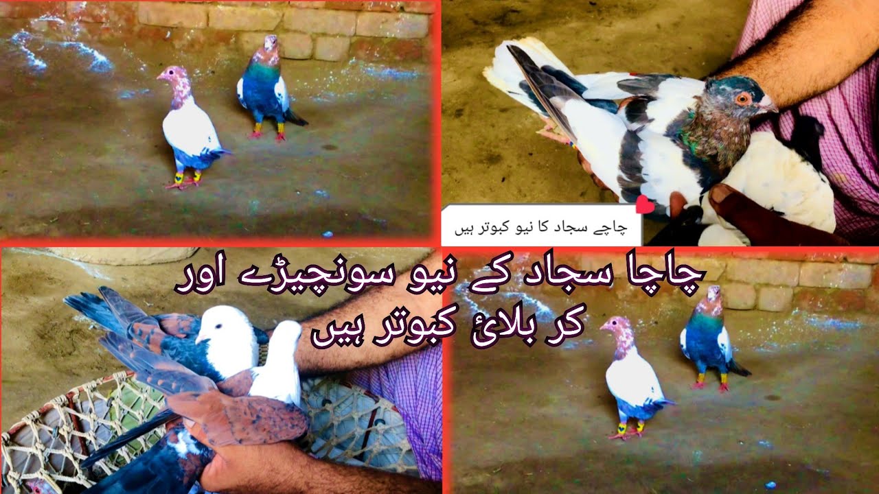 Karbalai Aur Son Chidiya Kabutar Chacha Sajjad Ke Pass Vlog 49by Chacha karbalai-aur-son-chidiya-kabutar-chacha-sajjad-ke-pass-vlog-49by-chacha