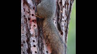 Ground squirrel steals acorn from acorn woodpecker&#39;s granary