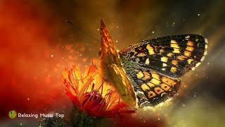 Música Suave - Natureza linda com borboleta | Soft Music - beautiful nature with butterfly screenshot 4