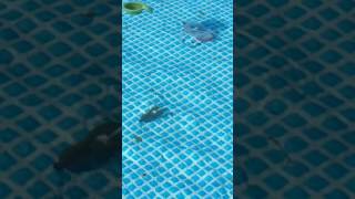 Reaction Innovations Twerk Jig Trailer Action Test