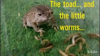 The Toad And The Little Worms