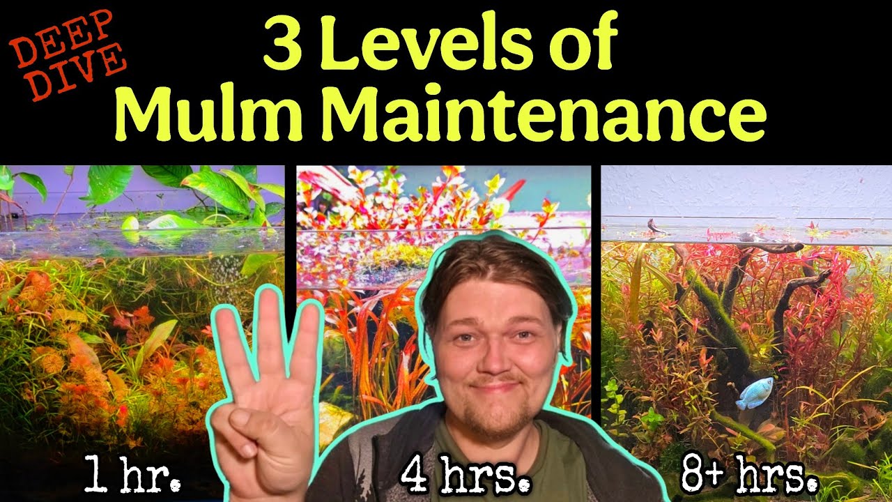 Maintaining & Cultivating Healthy MULM in 3 Different Types of Planted Aquariums: Pros, Cons & Time.