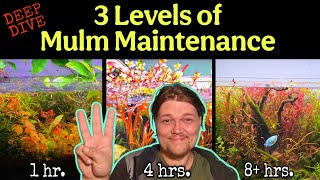 Cultivating Maintaining Healthy MULM in 3 Different Types of Planted Aquariums Pros Cons Time