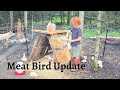 Off grid meat birds  cold brooding chickens