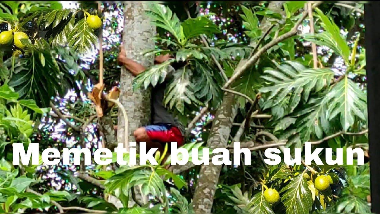 Panen Sukun ll memetik Buah Sukun ll di desa ku di alam pedesaan ll pick breadfruit