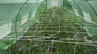 Outdoor grow 2023: adding trellis net