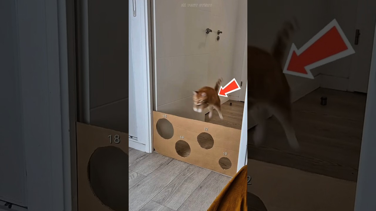Will Malik be able to keep the cat inside the house? 😸🤯 #shortsfeed #viralshort #newshorts #shorts