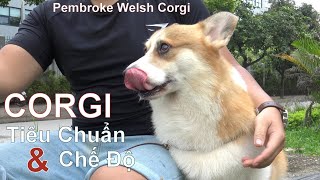 T2: Tìm Hiểu Về 1 Chú Chó CORGI Đẹp/ Pembroke Welsh Corgi/ NhamTuatTV  Dog in Vietnam
