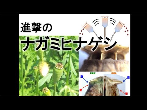 [植物観察] # 3 進撃のナガミヒナゲシ  [おうちで観察]