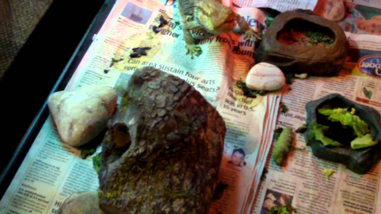 Bearded Dragon Eating HUGE Caterpillar! YouTube