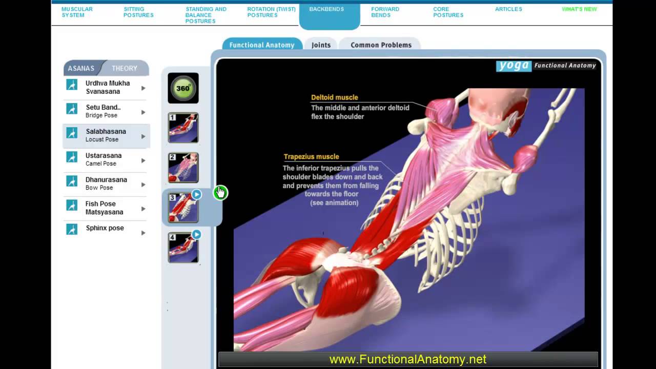 Yoga Anatomy Trapezius Muscle YouTube