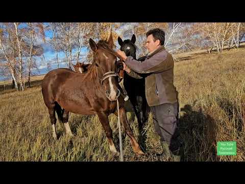 Видео: Поймал дикую лошадь в поле. Вот как это было!
