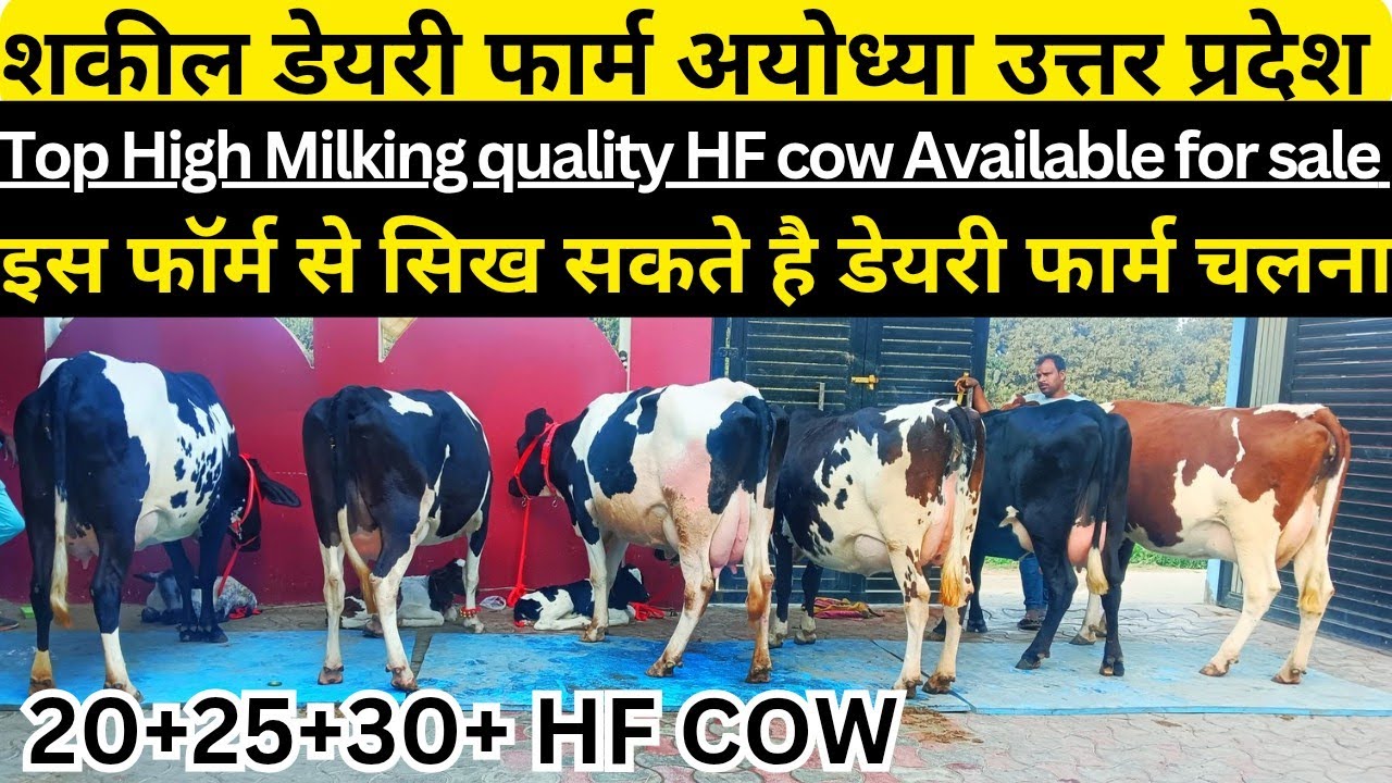 टॉप क्वालिटी HF and cross breed caw,Shakil Dairy farm sohawal ayodhya।