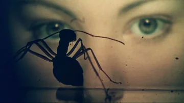 Bumblecore: 1970's Killer Bug Movies (The Swarm, Phase IV, Squirm, and more)