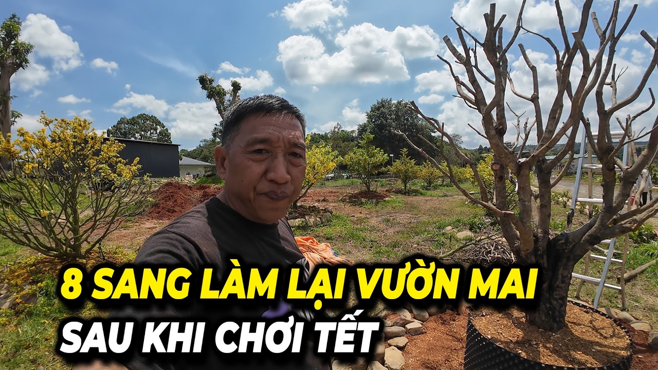 8 SANG LÀM LẠI VƯỜN MAI SAU KHI CHƠI TẾT