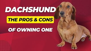 Dachshund: The Pros & Cons of Owning One