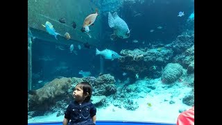 OKINAWA 4. Churaumi Aquarium