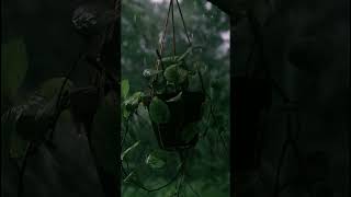 The sound that instantly calms your mind 🌧️#asmr #relaxing #nature #satisfying #viralvideo #reels
