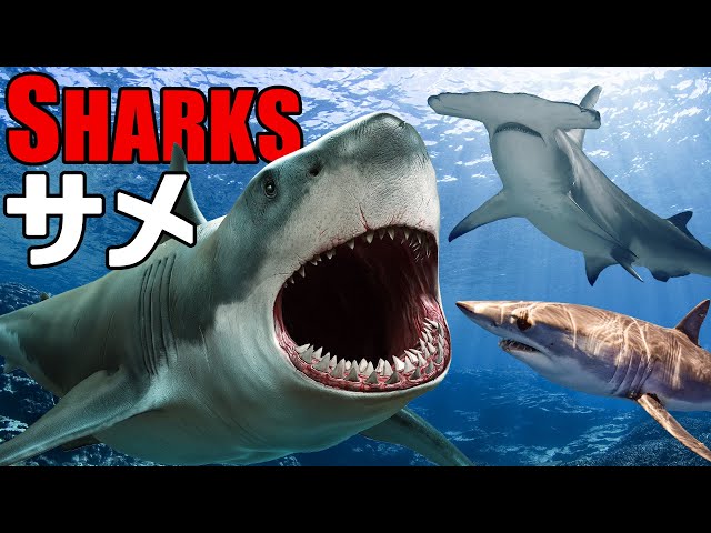 人気のサメ12匹を紹介◇Sharks】ホホジロザメ,ハンマーヘッドシャーク