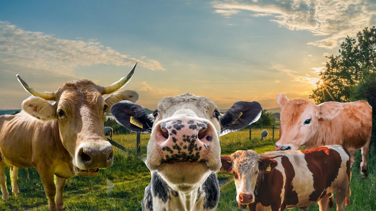 Cow Sounds Learn About Cows Farm Animal Sounds YouTube