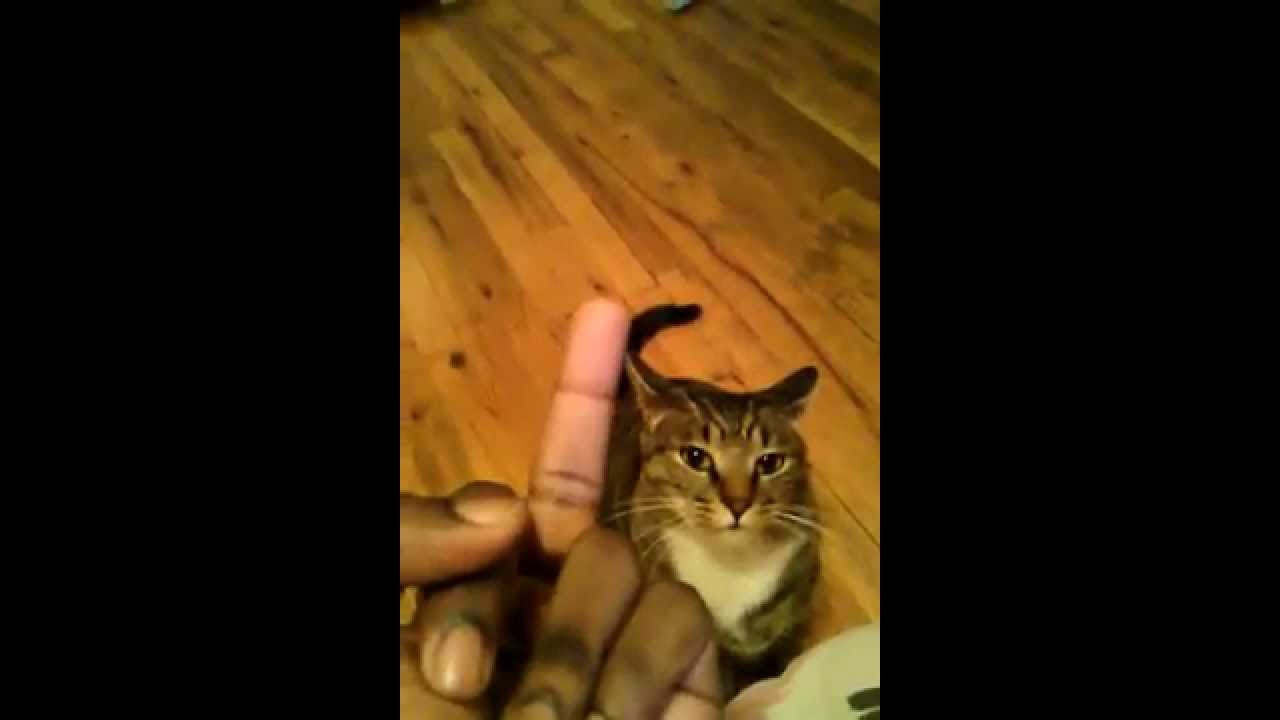 Cat vs Middle Finger - YouTube