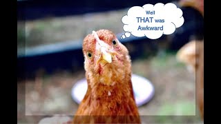 DANGER your chickens are too hot! by CENLA Backyard Chickens 186 views 8 months ago 1 minute, 43 seconds