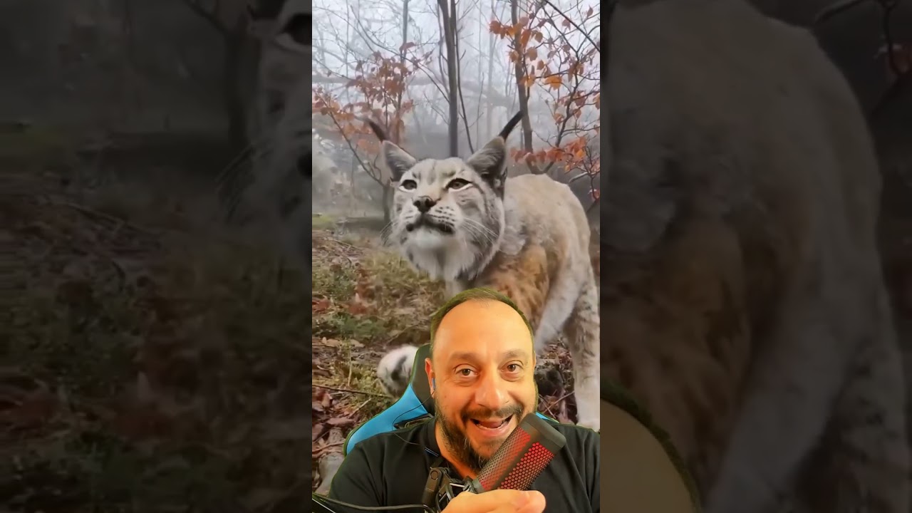 O poderoso Lince caçando