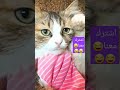 مقطع مضحك قطة تتكلم في التليفون Funny Clip Of A Cat Talking On The Phone القط حيوان أليف Shorts مقطع مضحك قطة تتكلم في التليفون Funny Clip Of A Cat Talking On The Phone القط حيوان أليف Shorts