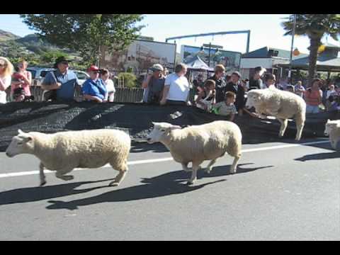 Video: Panggil Untuk Menghidupkan Ewe Pada 'Running Of The Sheep' N.Z