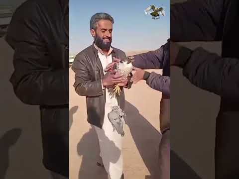 طرح الحماد السوري شاهين قرناس تامه 2024 10 15 طرح اليوم في سوريا الصقور طيور