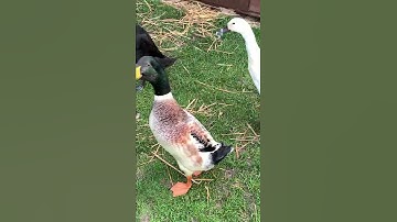 Thumbnail of Male Indian Runner Duck sound