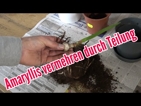 Video: Amaryllis im Freien teilen - Wann man Amaryllis-Pflanzen im Garten teilt