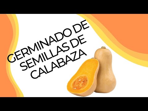 Video: Cómo Comer Semillas De Calabaza Germinadas