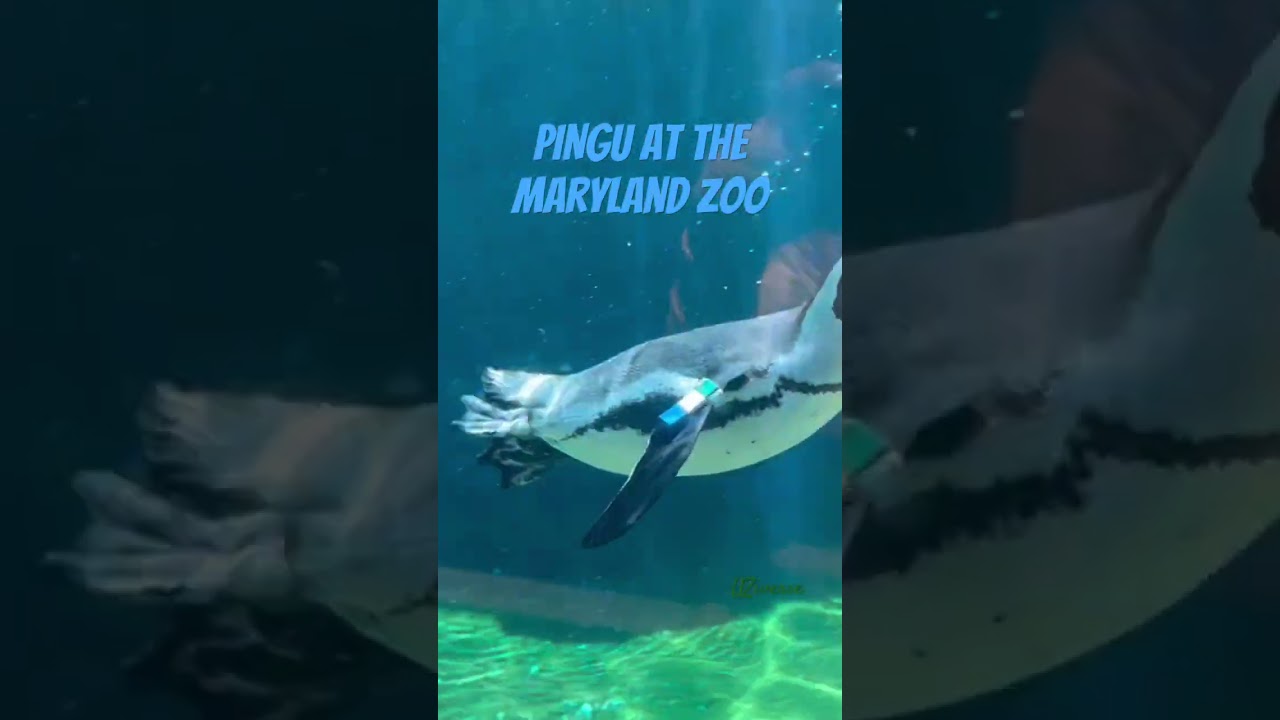 Pingu's delightful day at the Maryland Zoo! 🐧🌿 