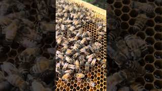 Introducing a Virgin Queen