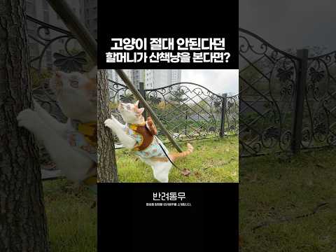 고양이 절대 안된다던 할머니가 산책냥이를 봤을때 반응은?!