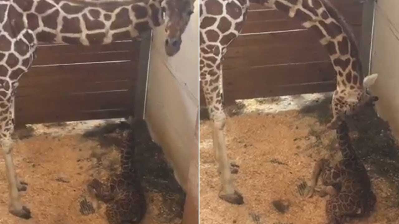 newspaper mockup April the giraffe is officially pregnant again