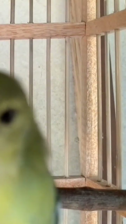 Sirtu Betina Gacor #short #birds #sirtubetina